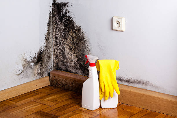 Best Fast Mold Removal  in USA